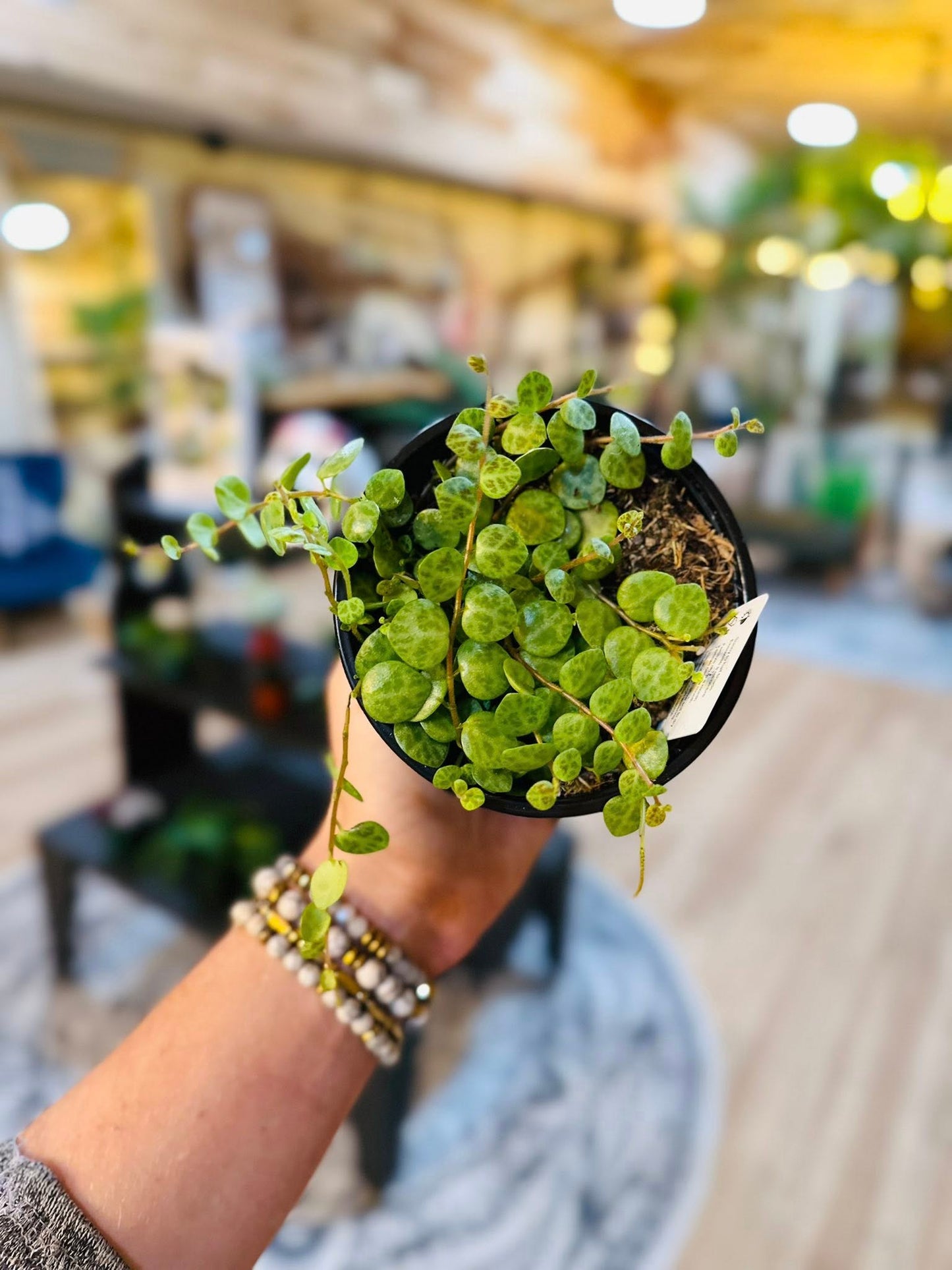 4" String of Turtles