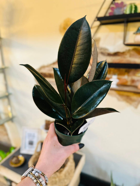 4" Ficus Burgundy
