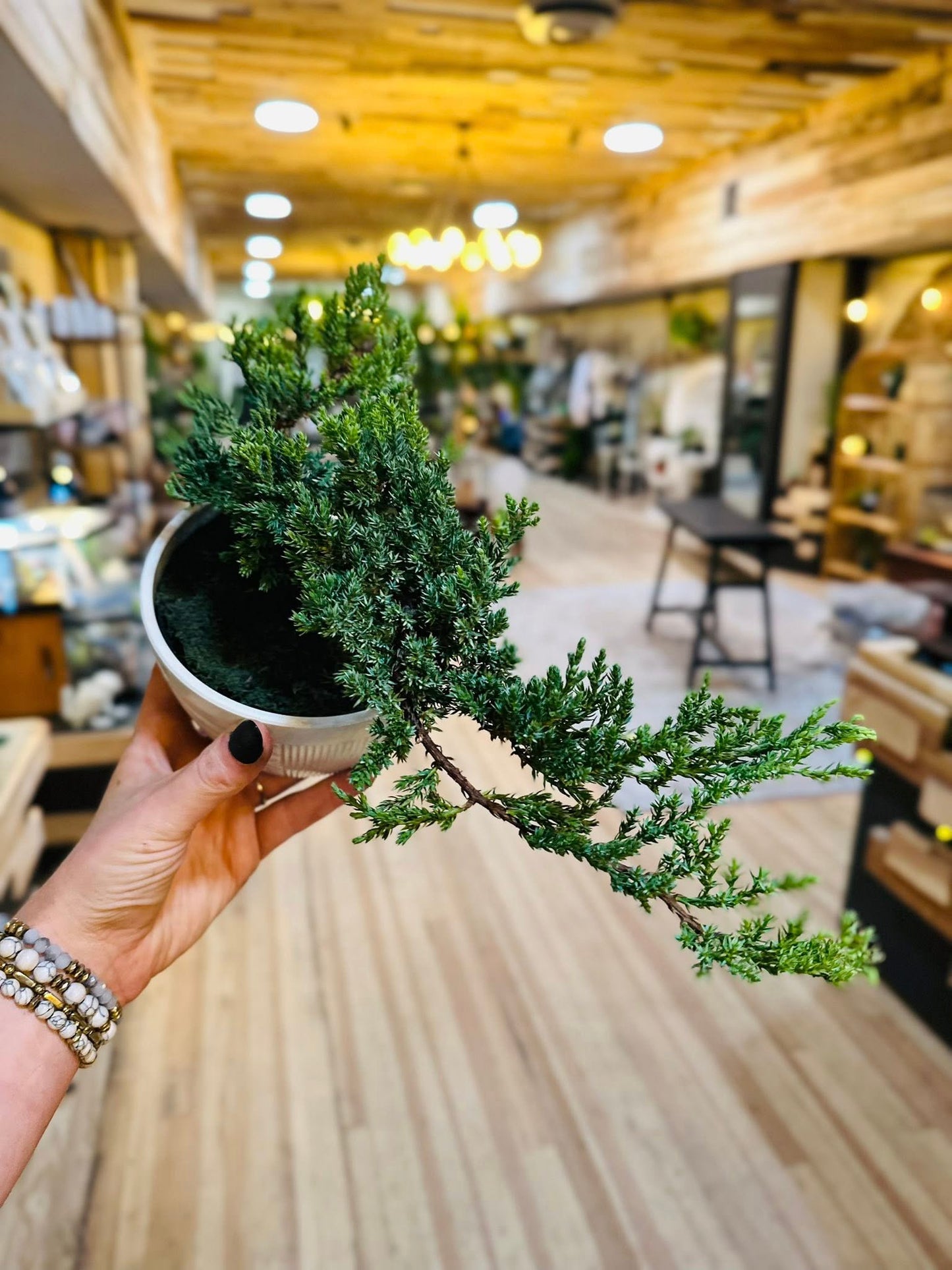 4.5" Bonsai Juniper