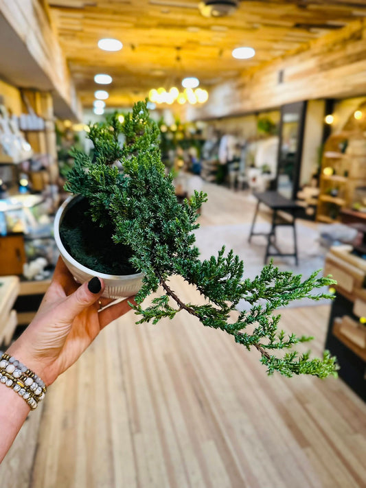 4.5" Bonsai Juniper