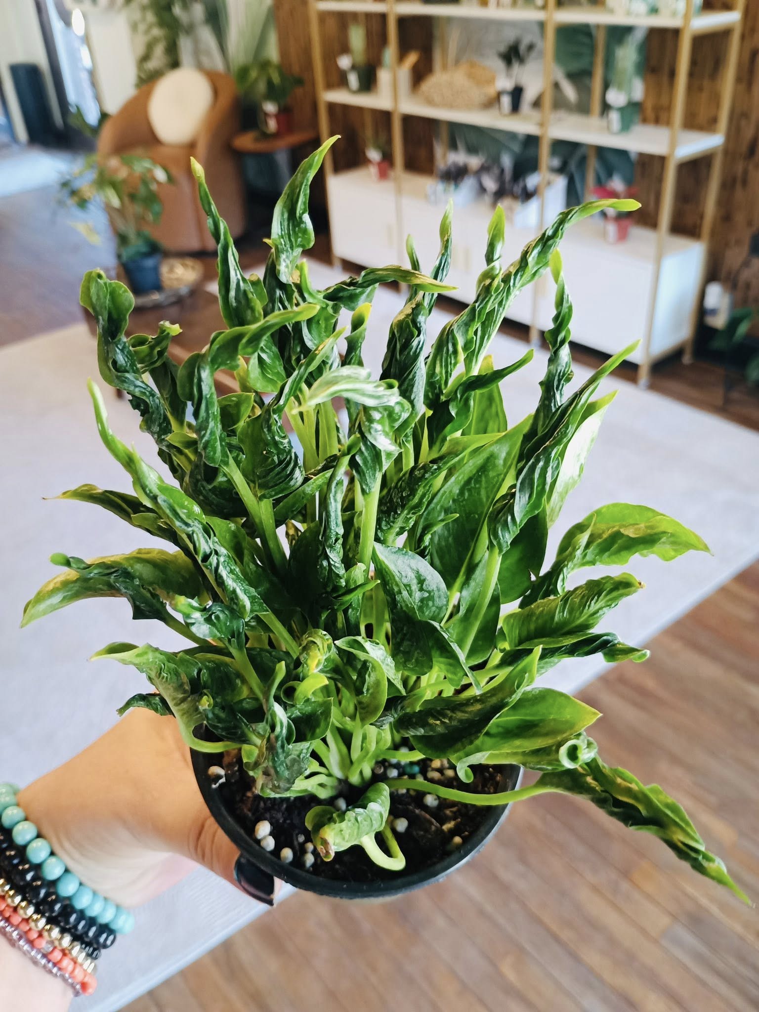shangri-la pothos 4" Pothos Shangri La – Grows on Main