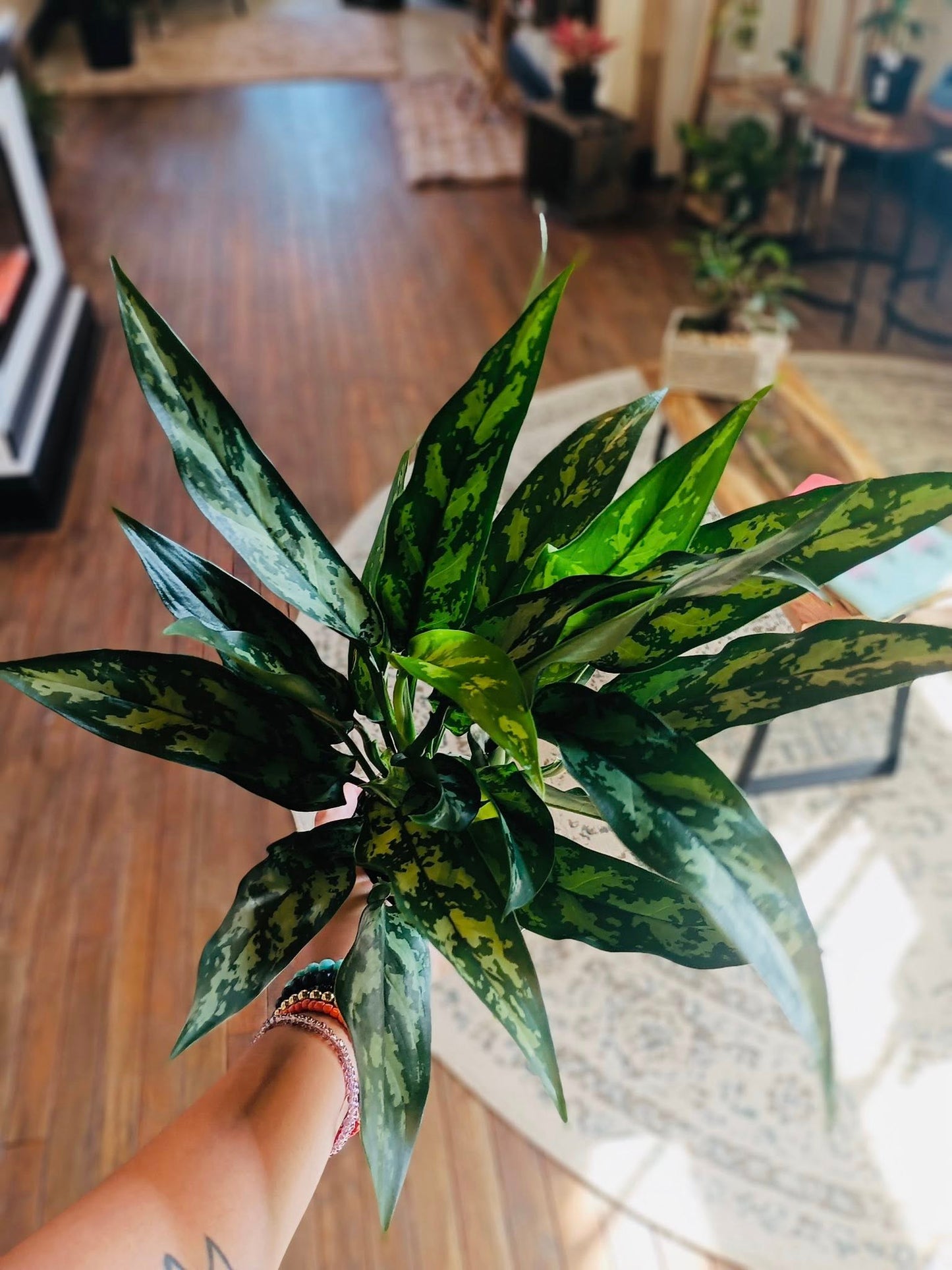 4" Aglaonema Maria