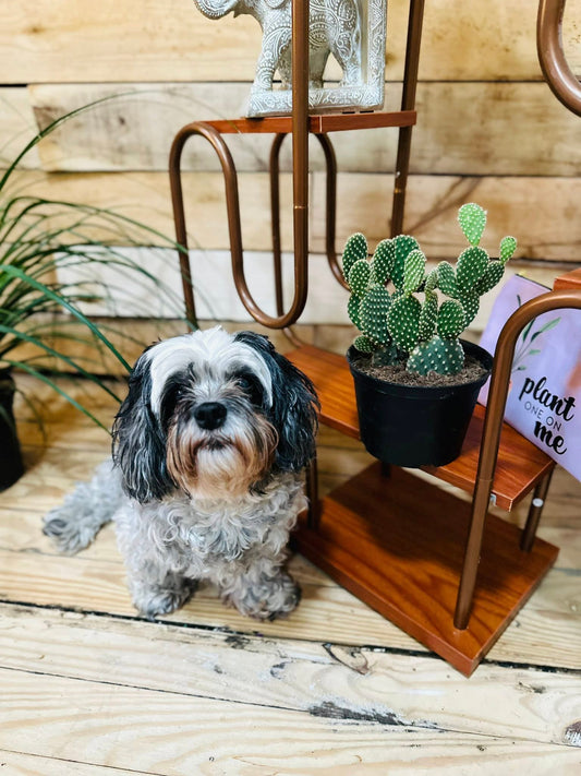6" Opuntia Bunny Ears