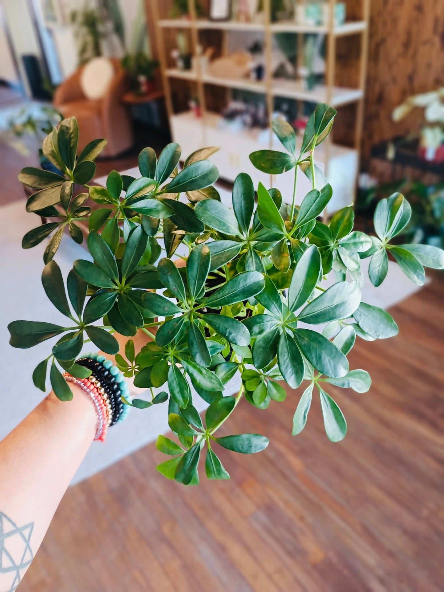 4" Schefflera Arboricola