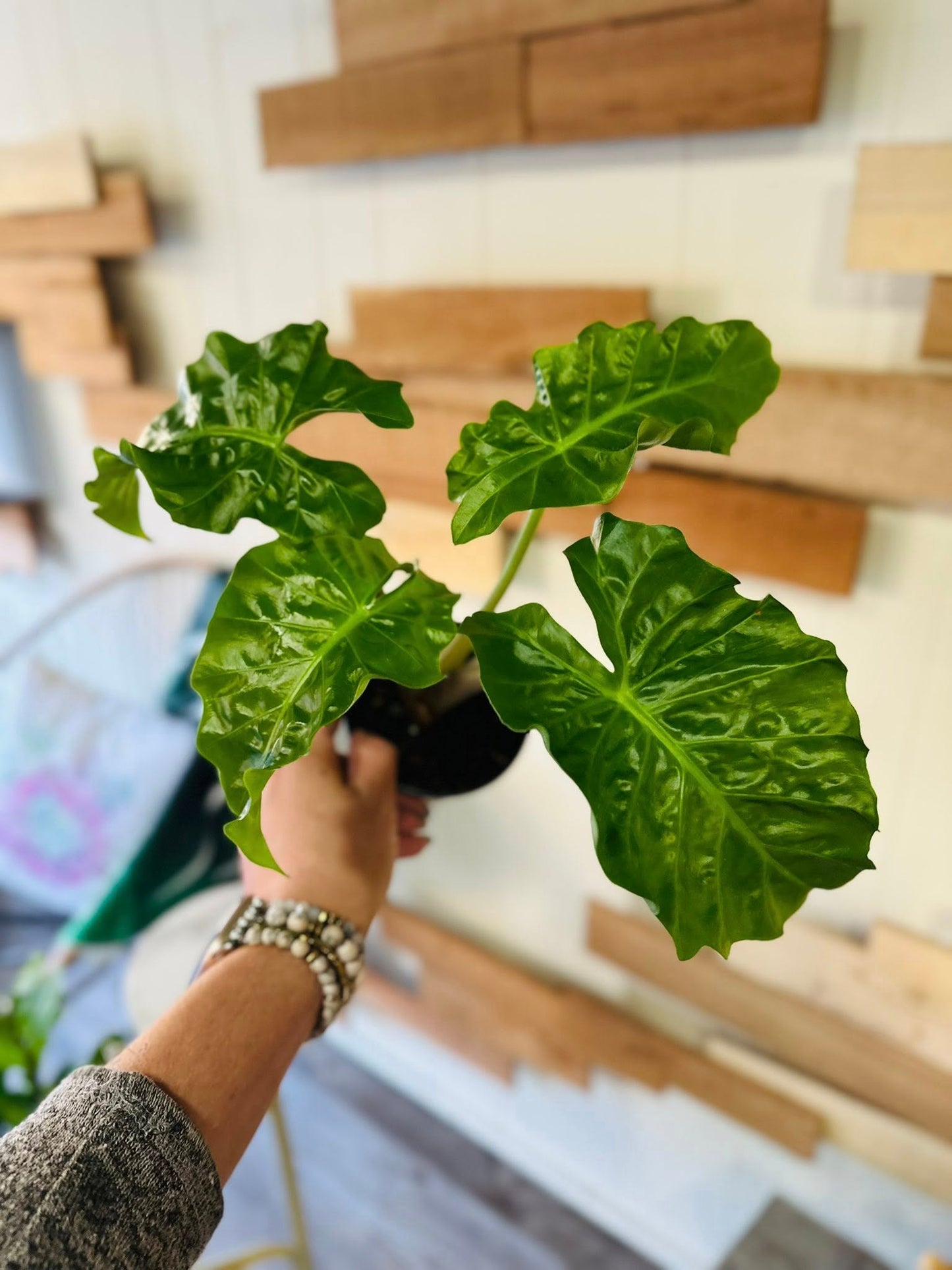 4" Alocasia Low Rider