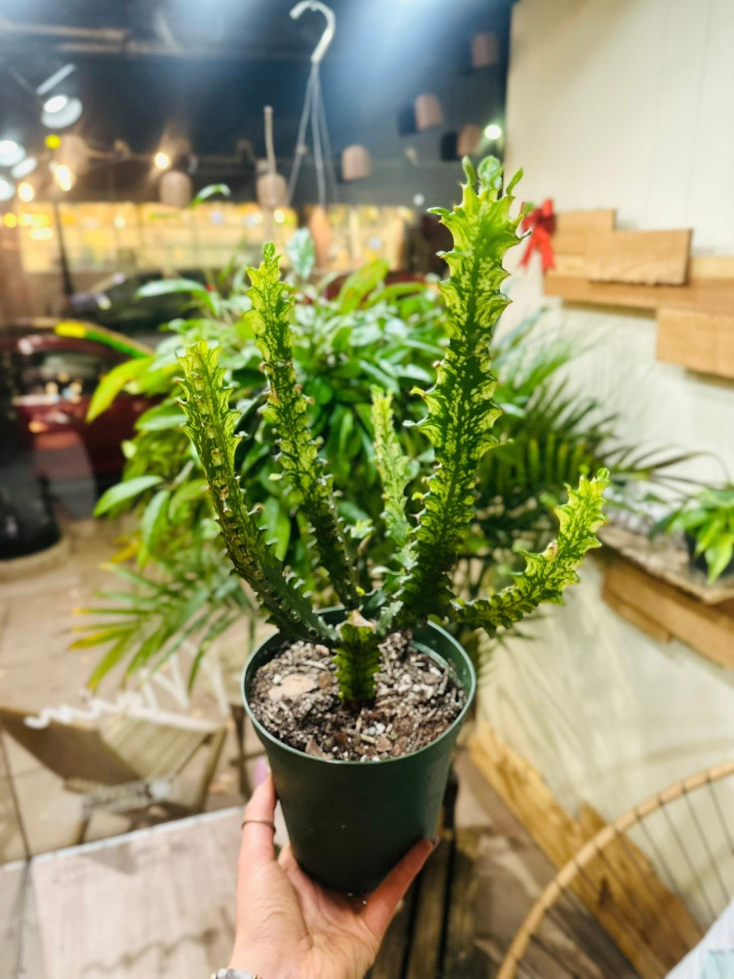 4" Euphorbia Trigonia Variegated