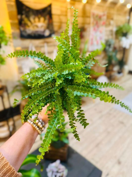 4" Lemon Button Fern