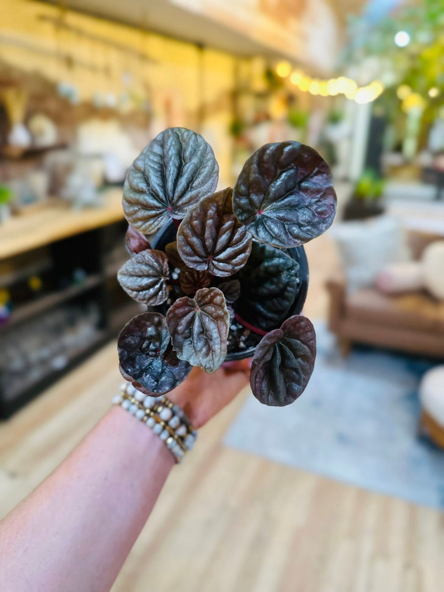 4" Peperomia Abricos