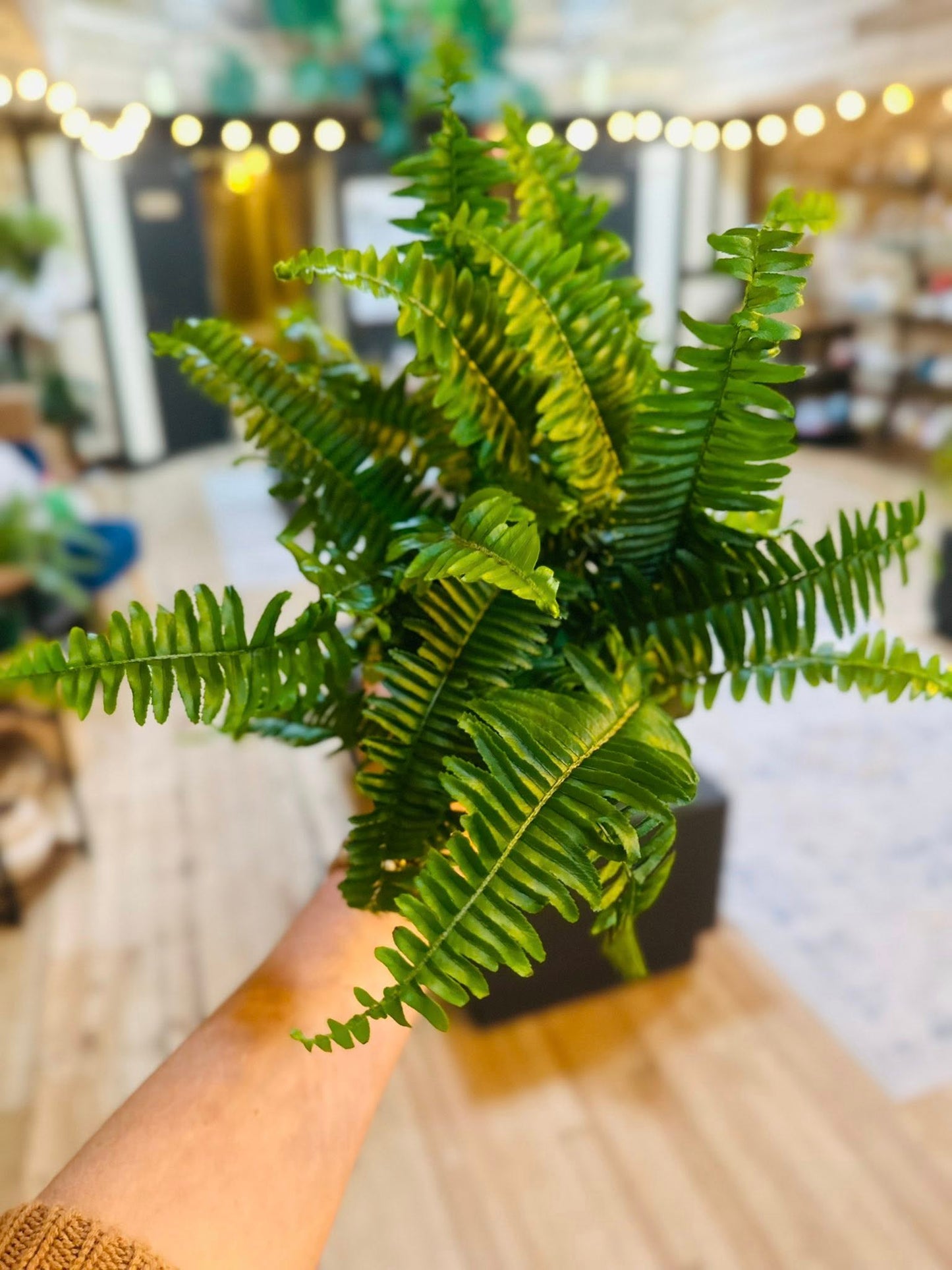 4" Jester's Crown Fern