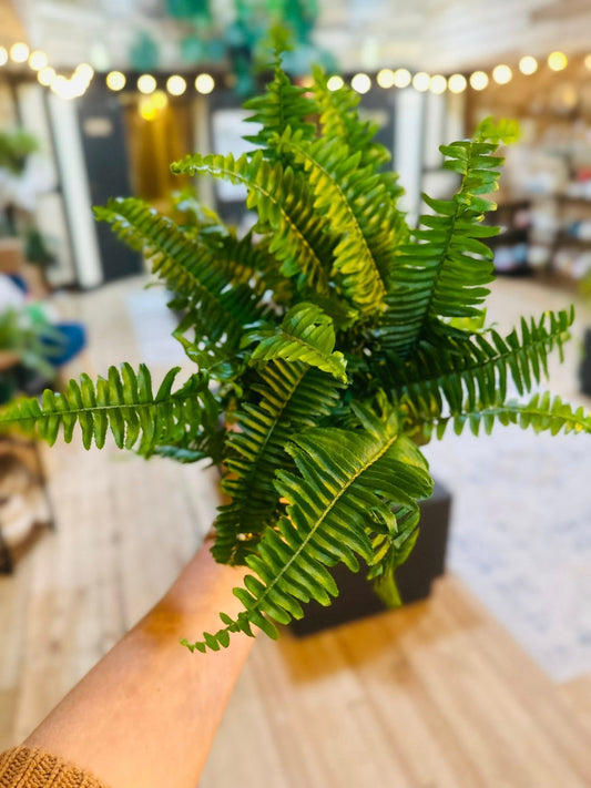 4" Jester's Crown Fern