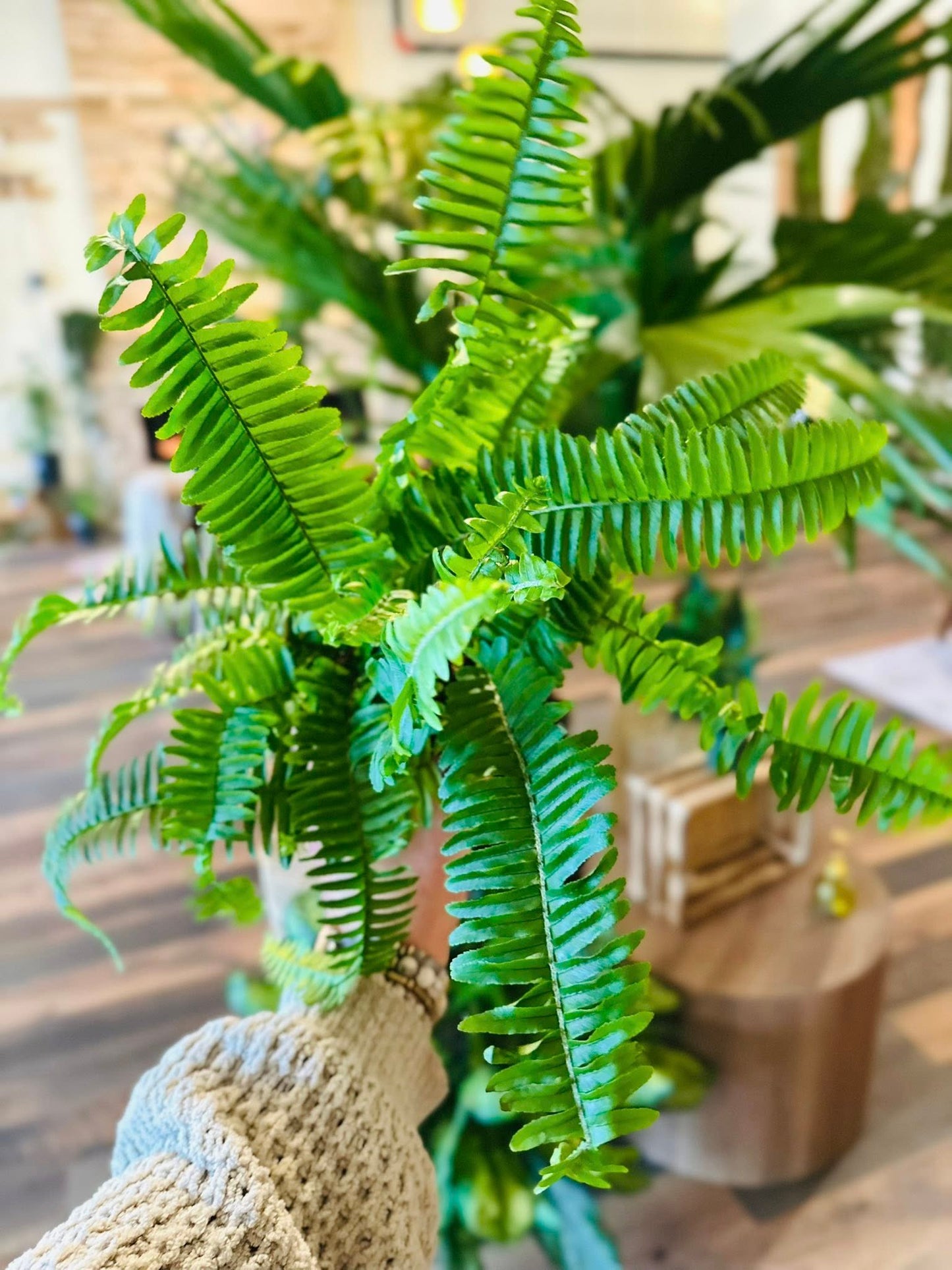 4" Jester's Crown Fern