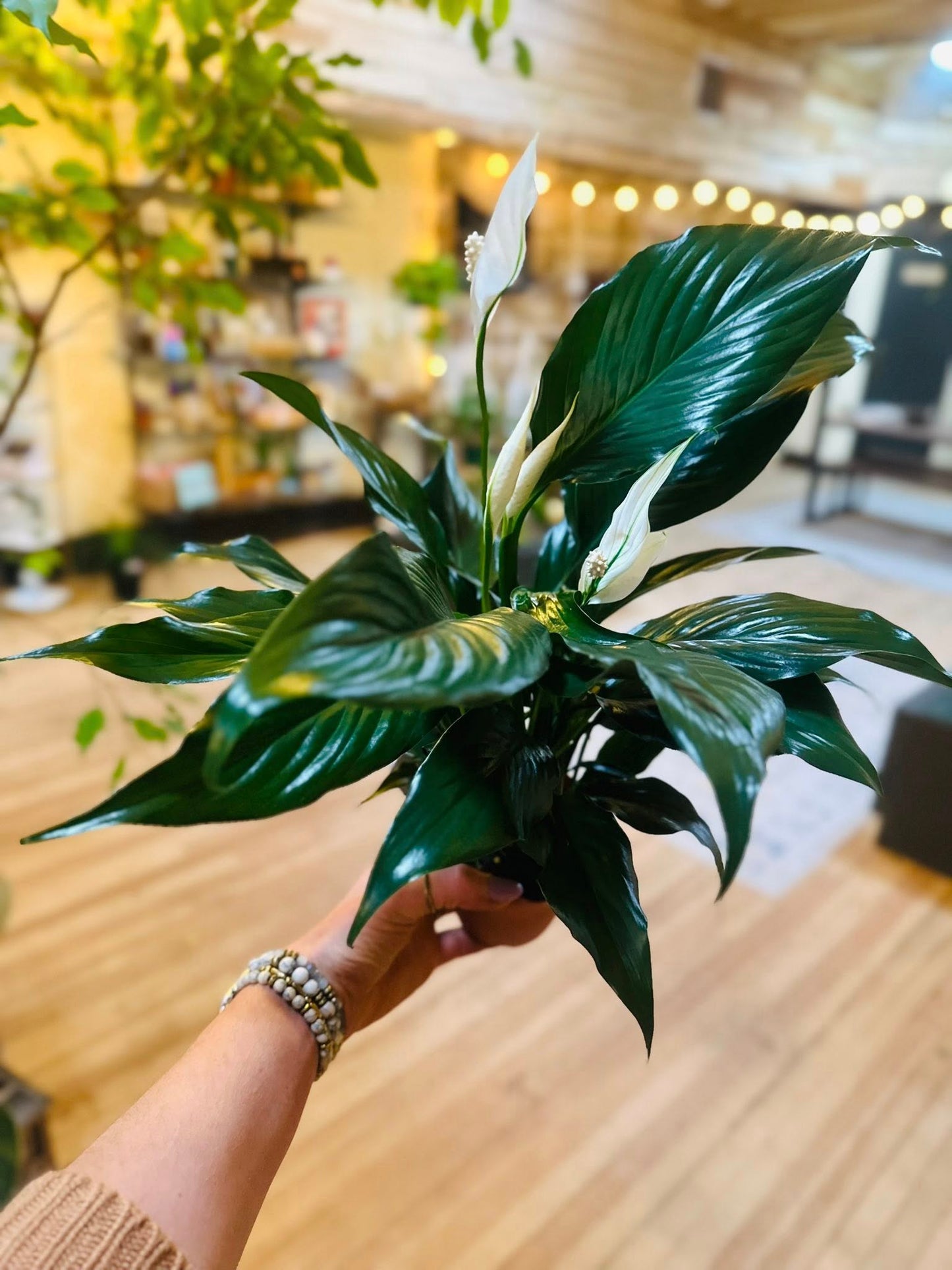4” Peace Lily