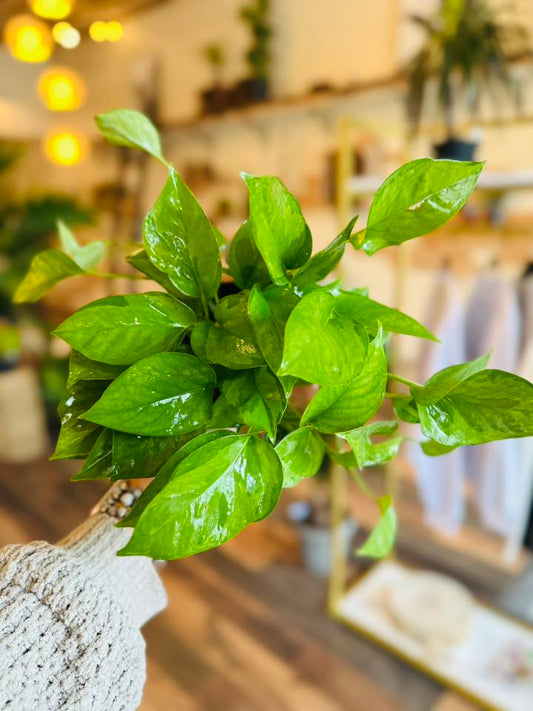 4" Emerald Green Pothos