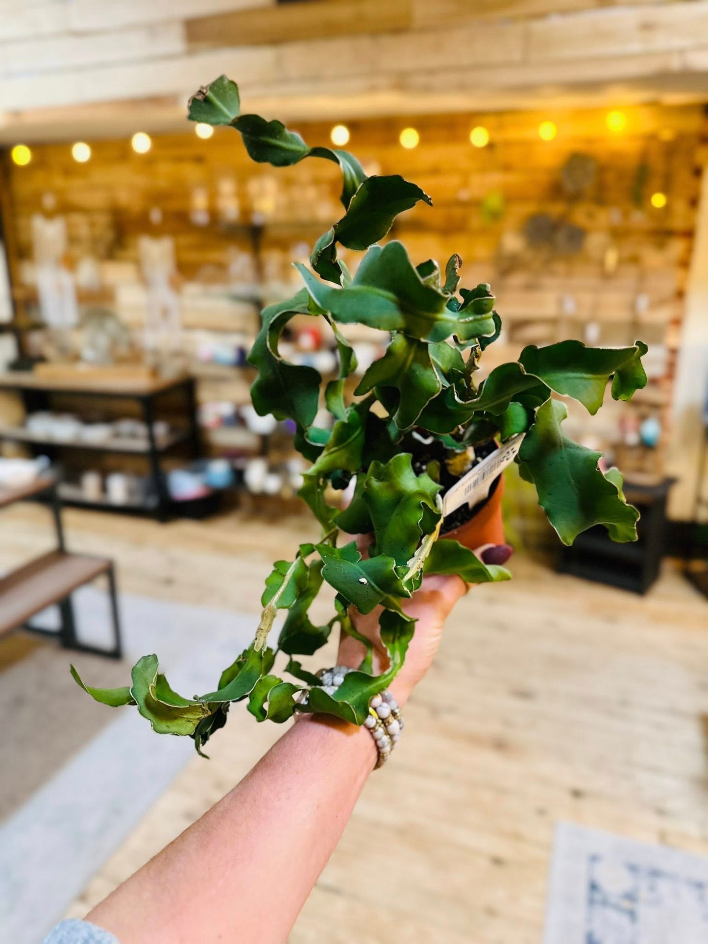 4" Epiphyllum Curly Sue