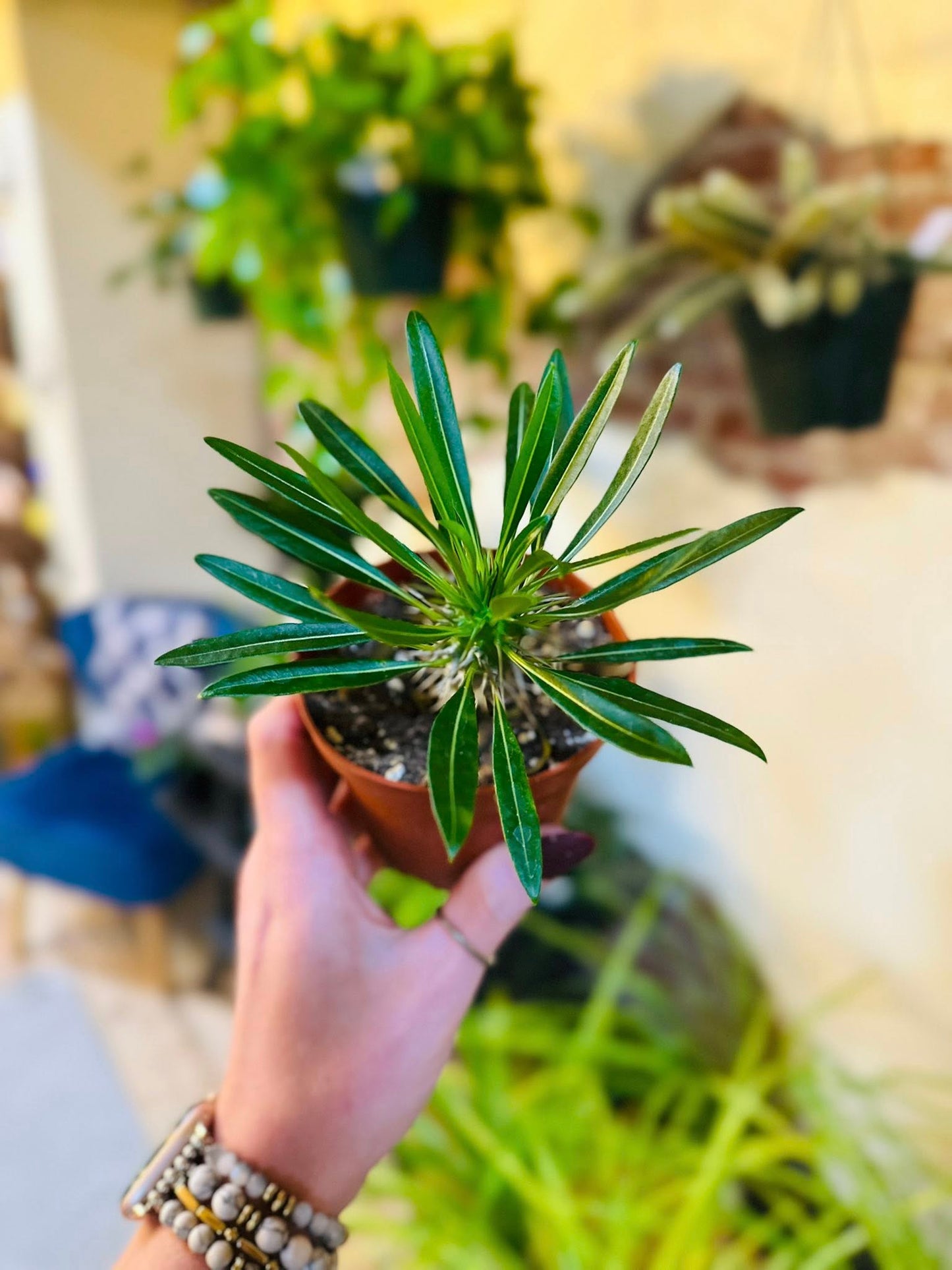 4" Madagascar Palm