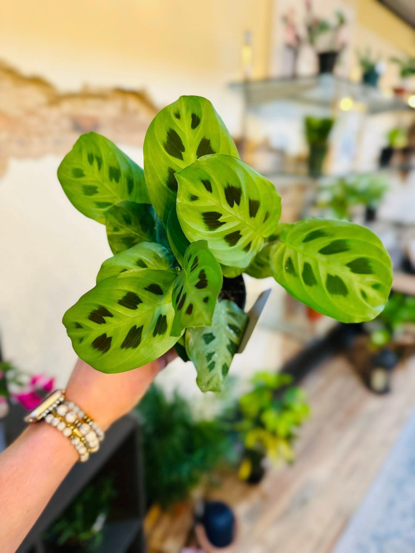 4" Maranta Rabbit Tracks