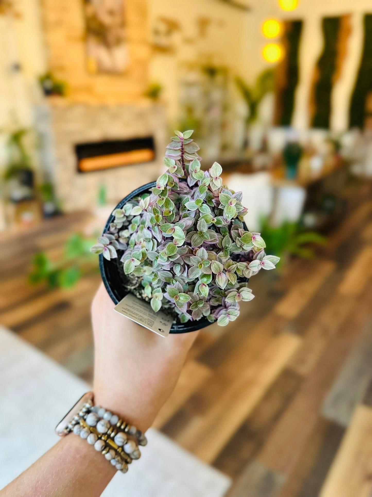 4" Callisia Pink Panther