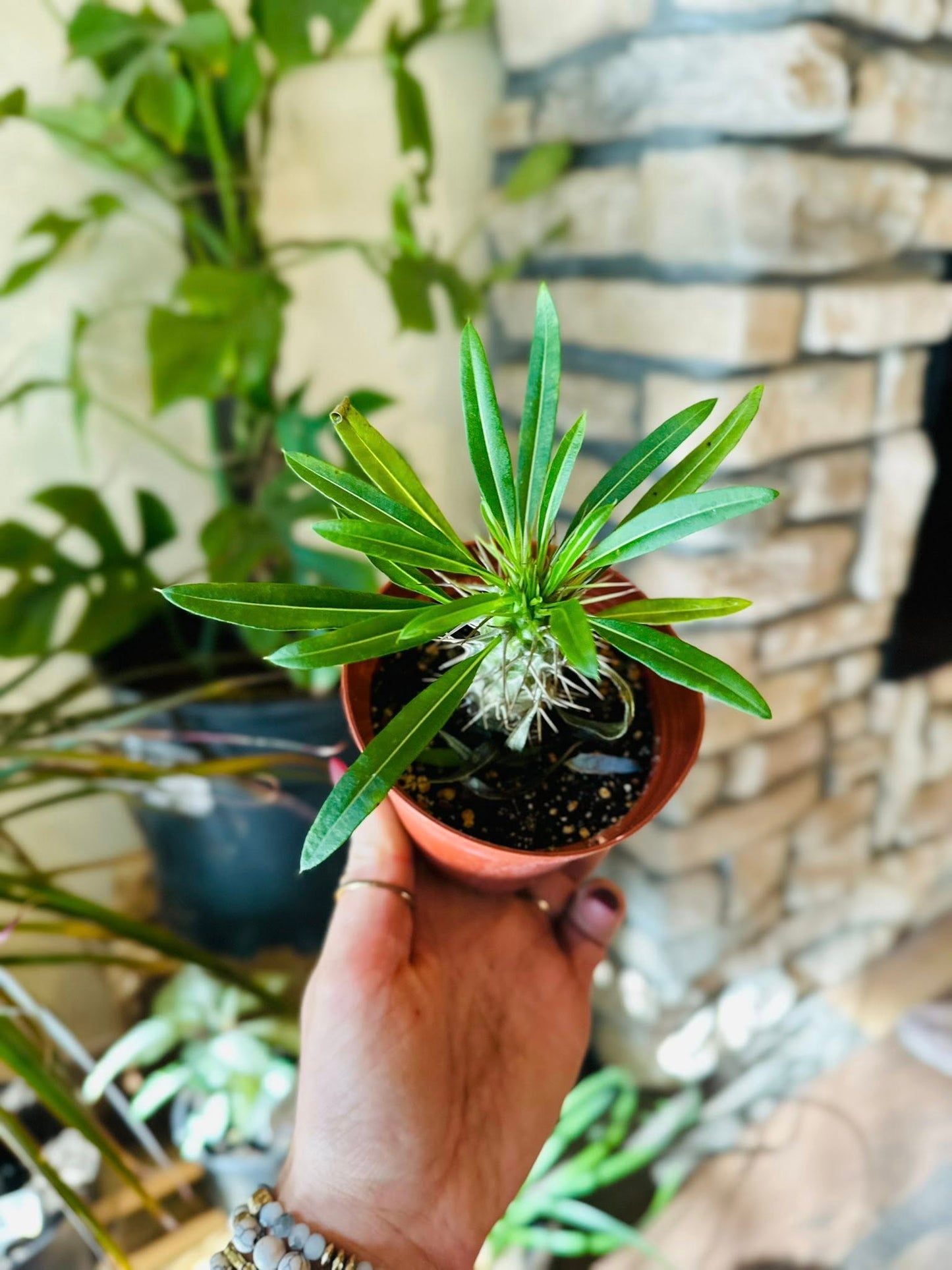 4" Madagascar Palm