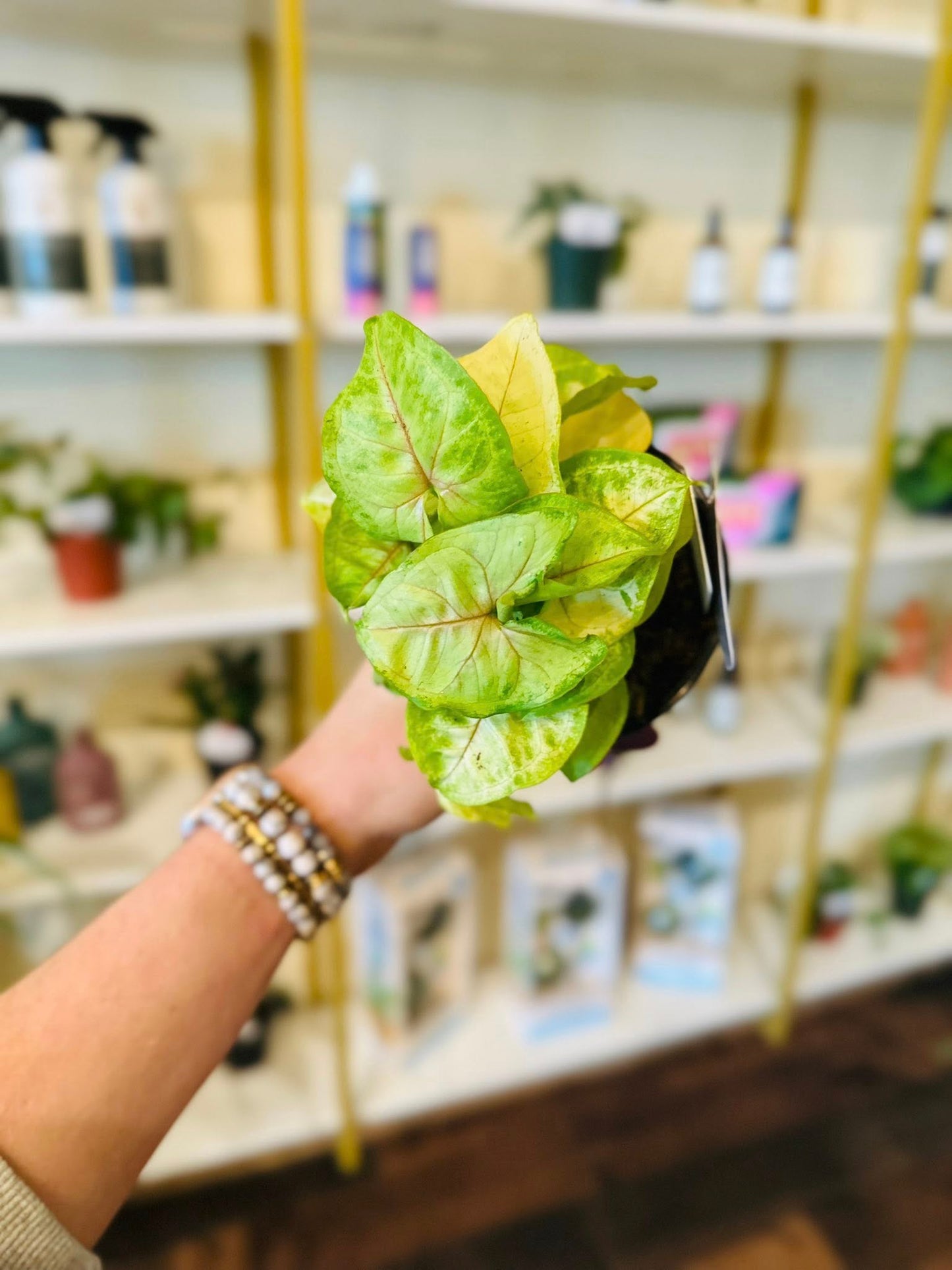 4" Syngonium Gold Allusion