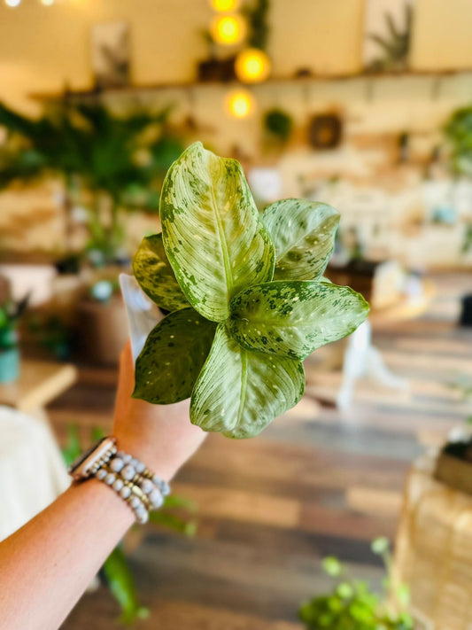 4" Dieffenbachia Tiki