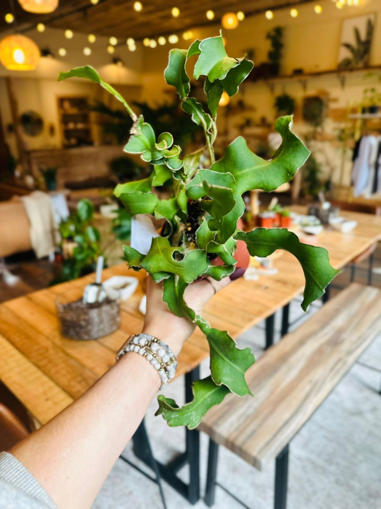 4" Epiphyllum Curly Sue