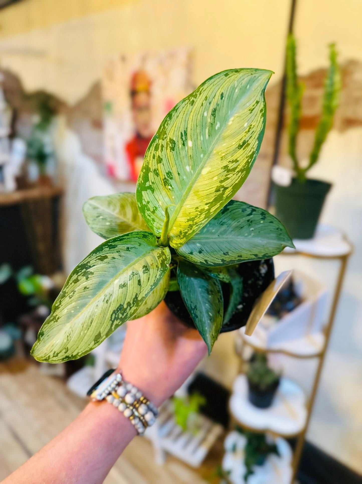 4" Dieffenbachia Tiki