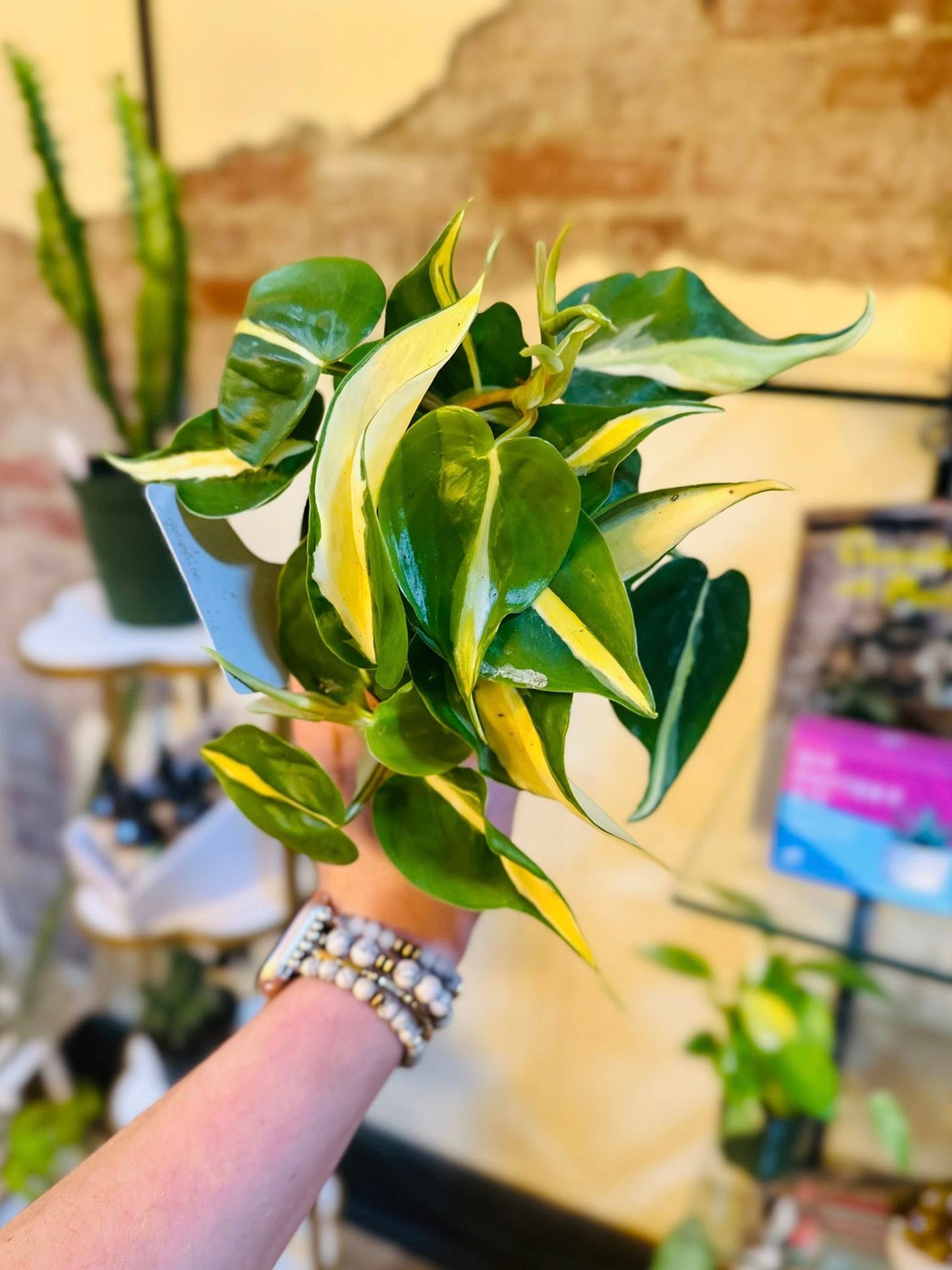 4" Philodendron Cream Splash