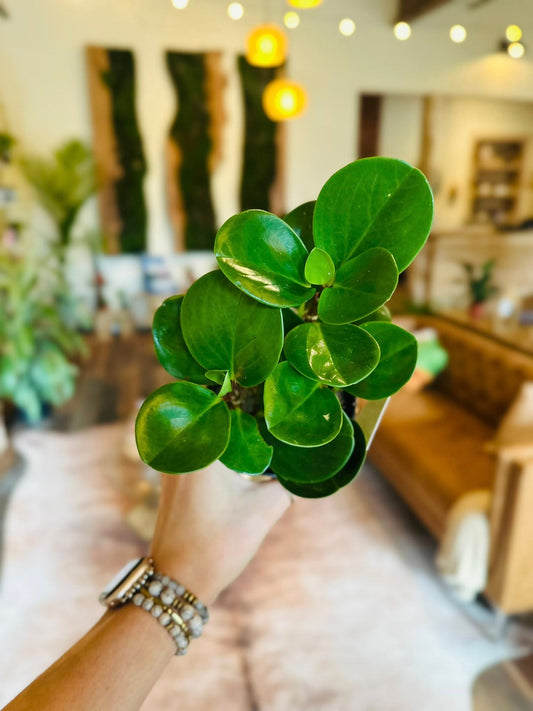 4" Peperomia Obtusifolia