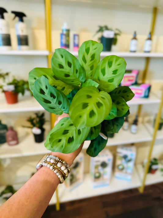 4" Maranta Rabbit Tracks