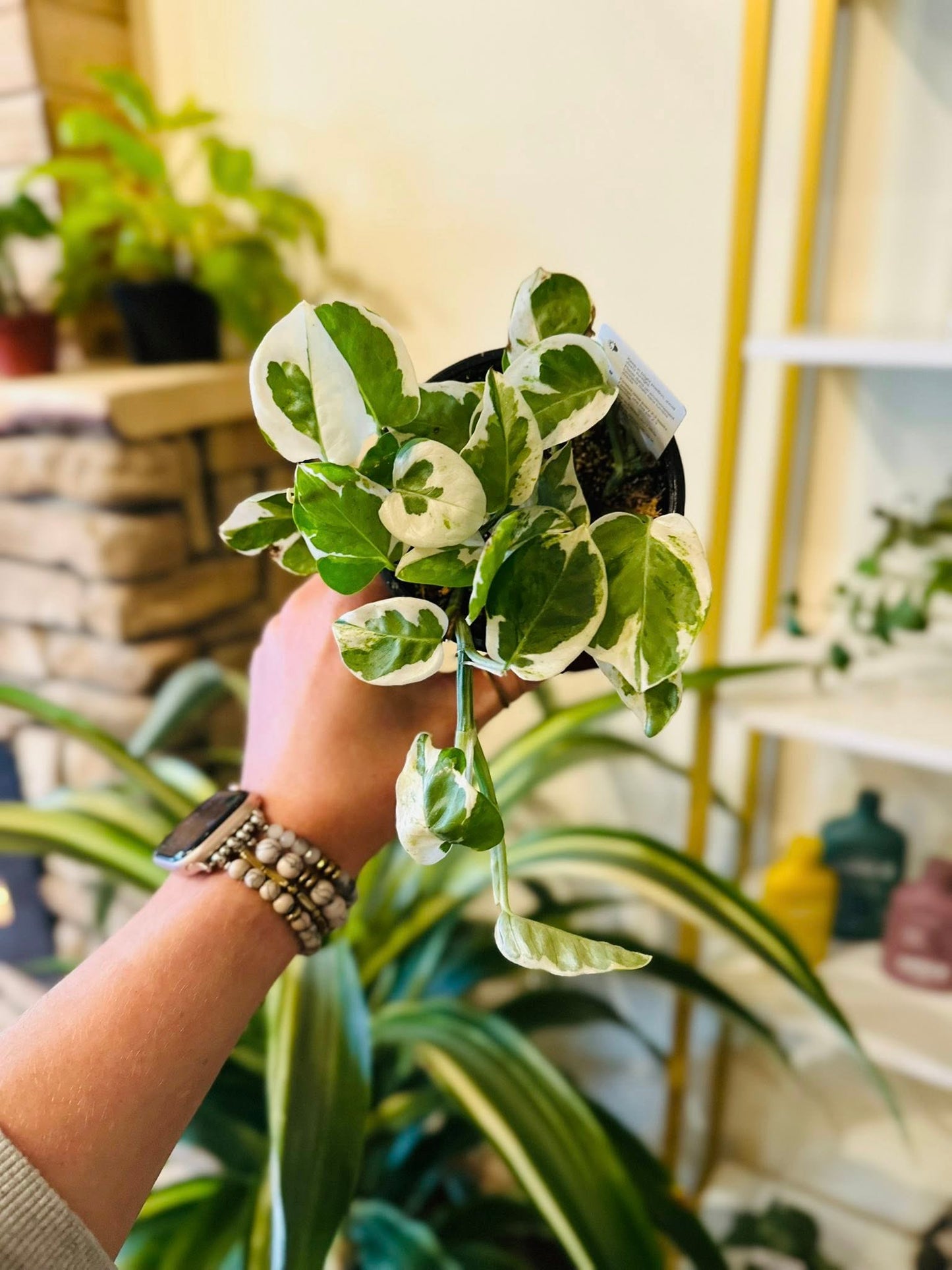 4" Pearls & Jade Pothos