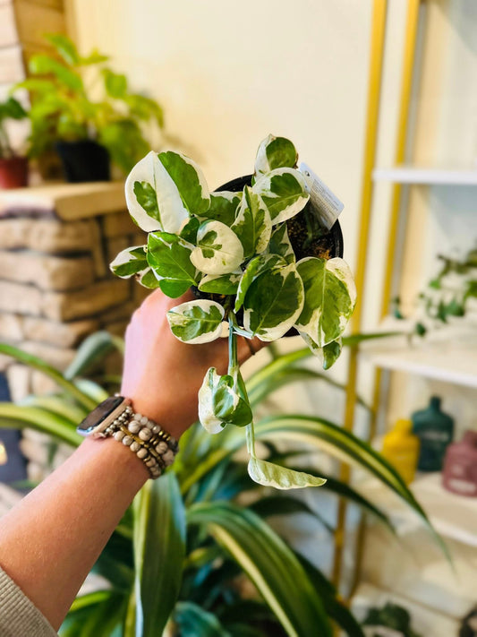 4" Pothos Pearls & Jade