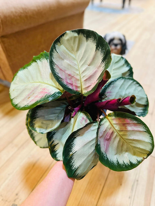 6" Calathea Roseopicta Corona