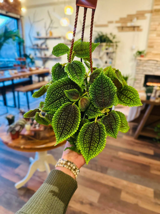 6" Pilea Moon Valley Basket
