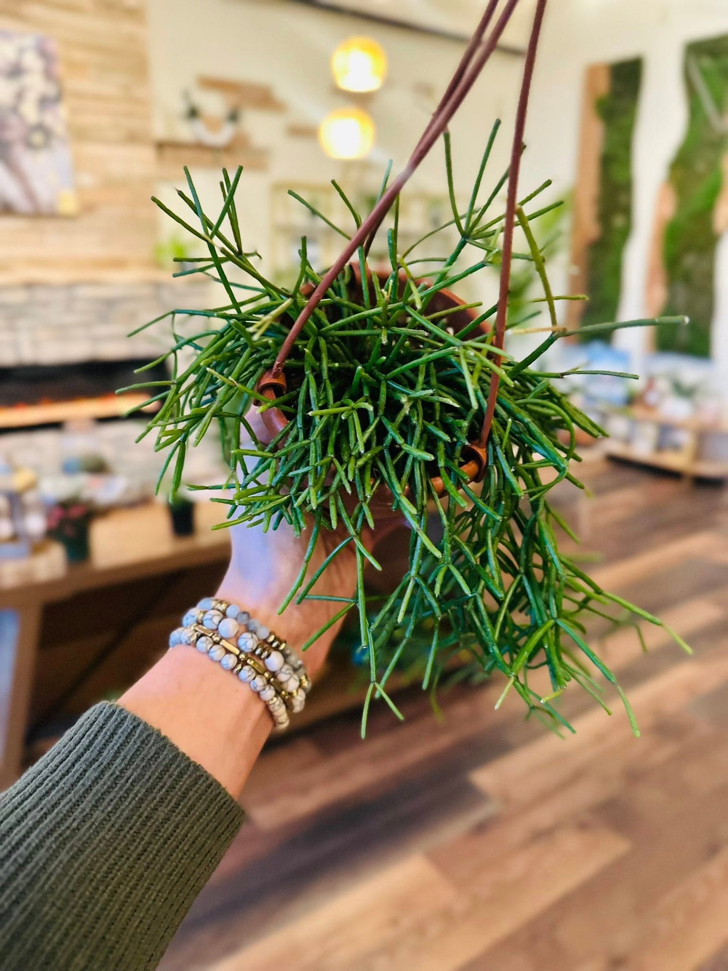 4" Rhipsalis Basket