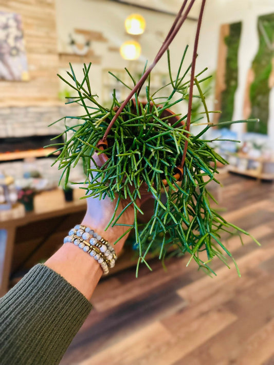 4" Rhipsalis Basket