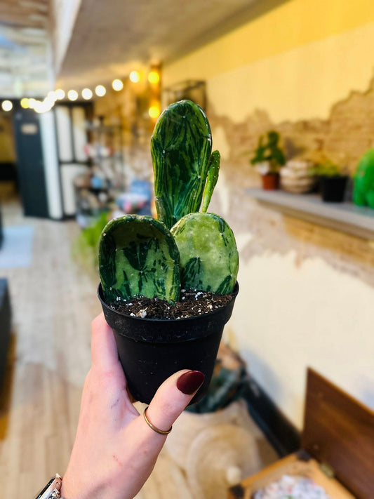 4" Variegated Prickly Pear Cactus