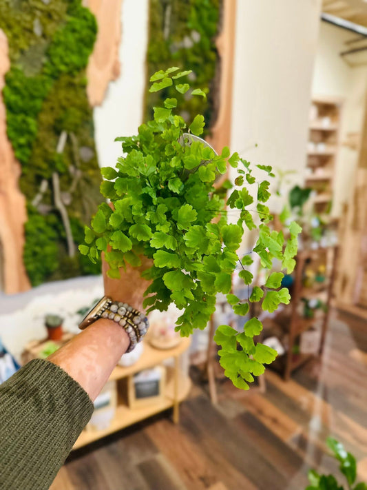 4" Maidenhair Fern