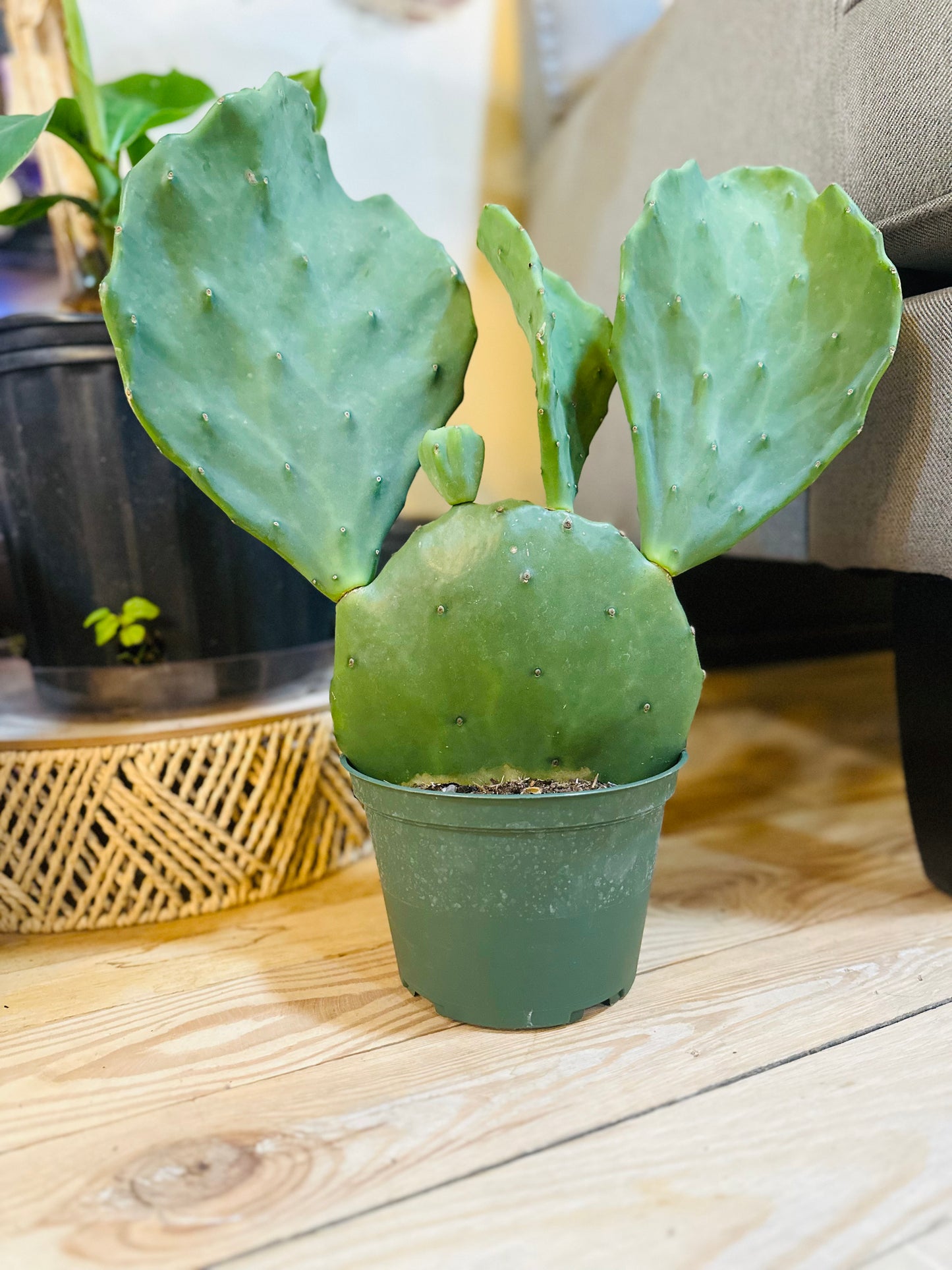 6" Old Mexico Cactus