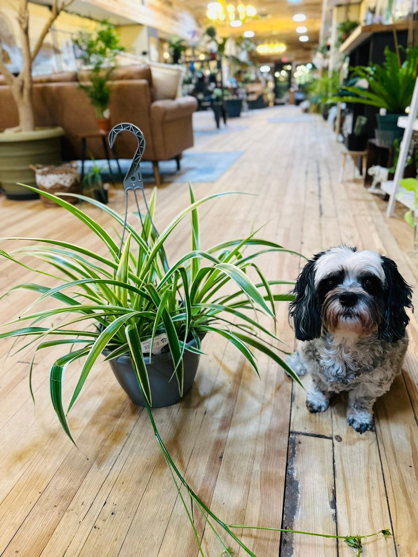 8" Spider Plant Basket