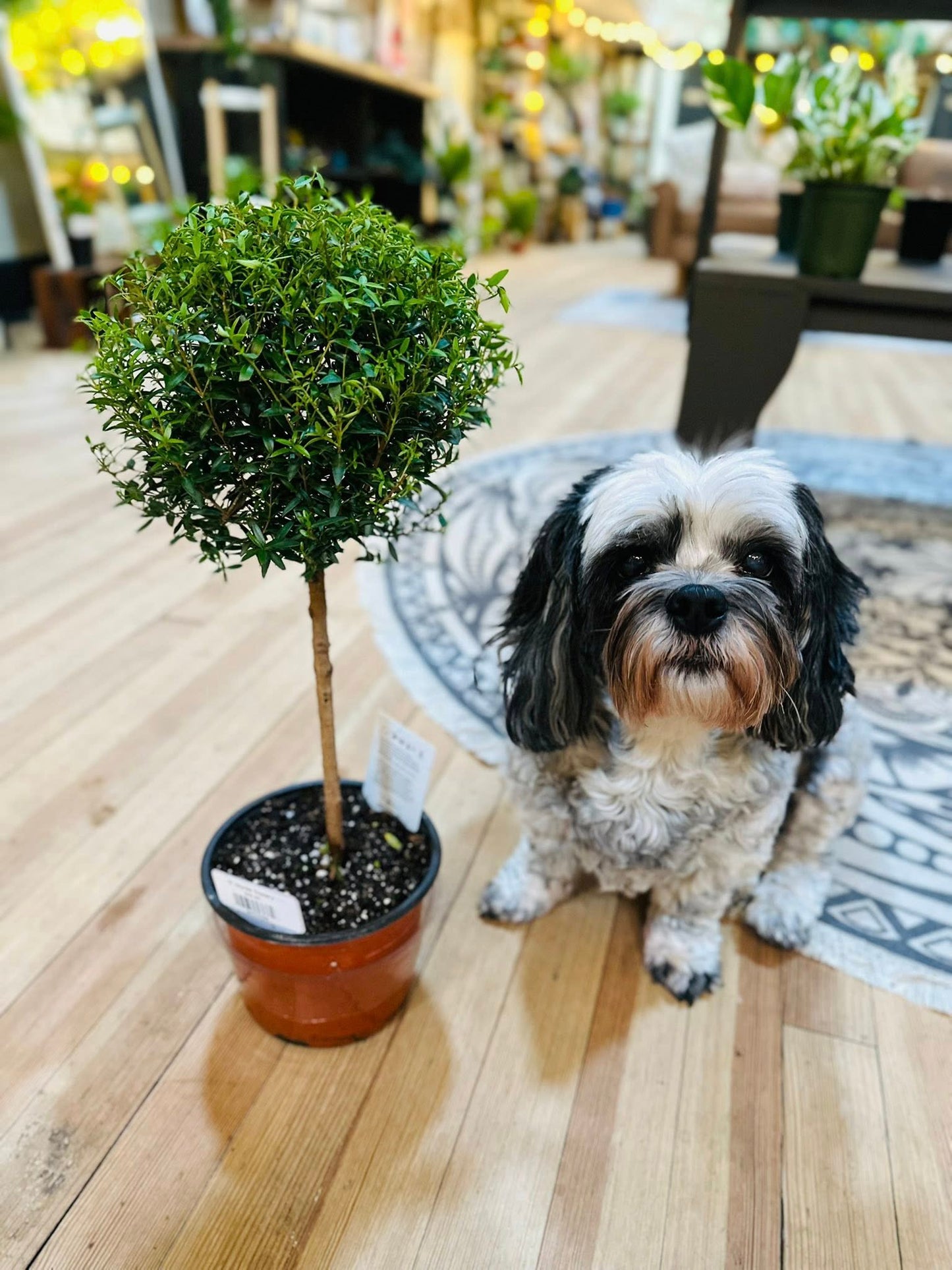 6" Myrtle Topiary