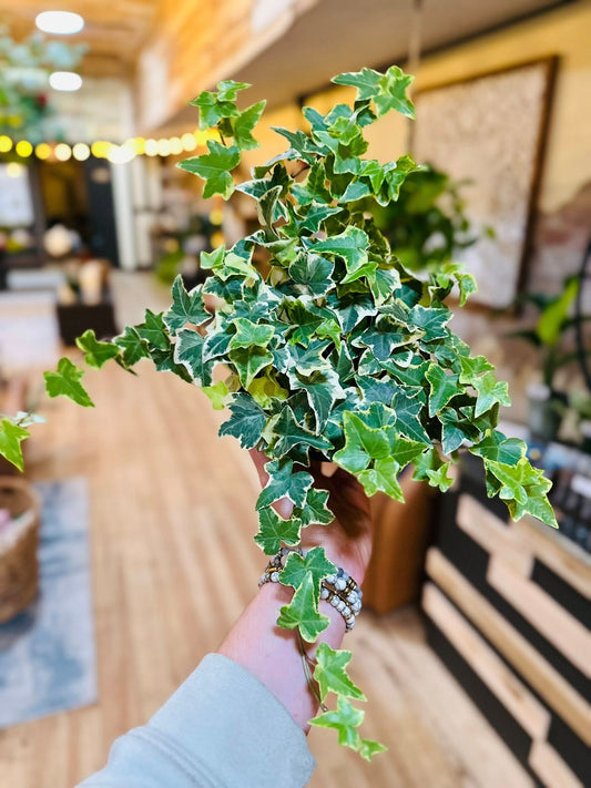 6" Variegated English Ivy