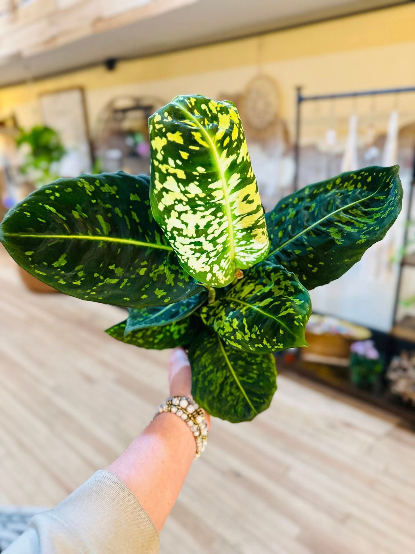 6" Dieffenbachia Reflector