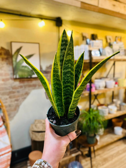 4" Laurentii Snake Plant