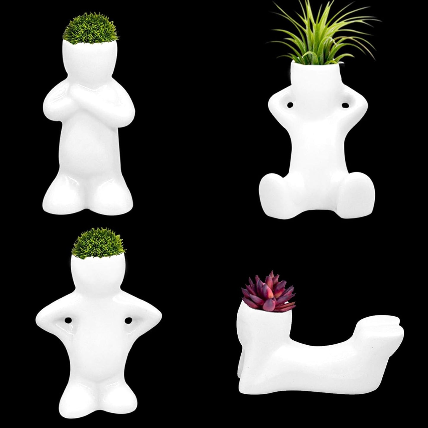 Air Plant Pals