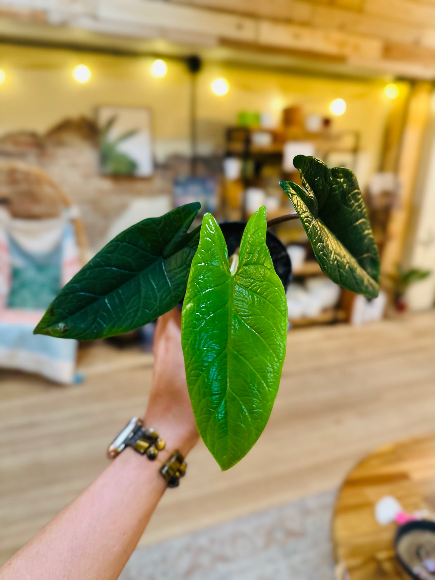 4" Alocasia Scalprum
