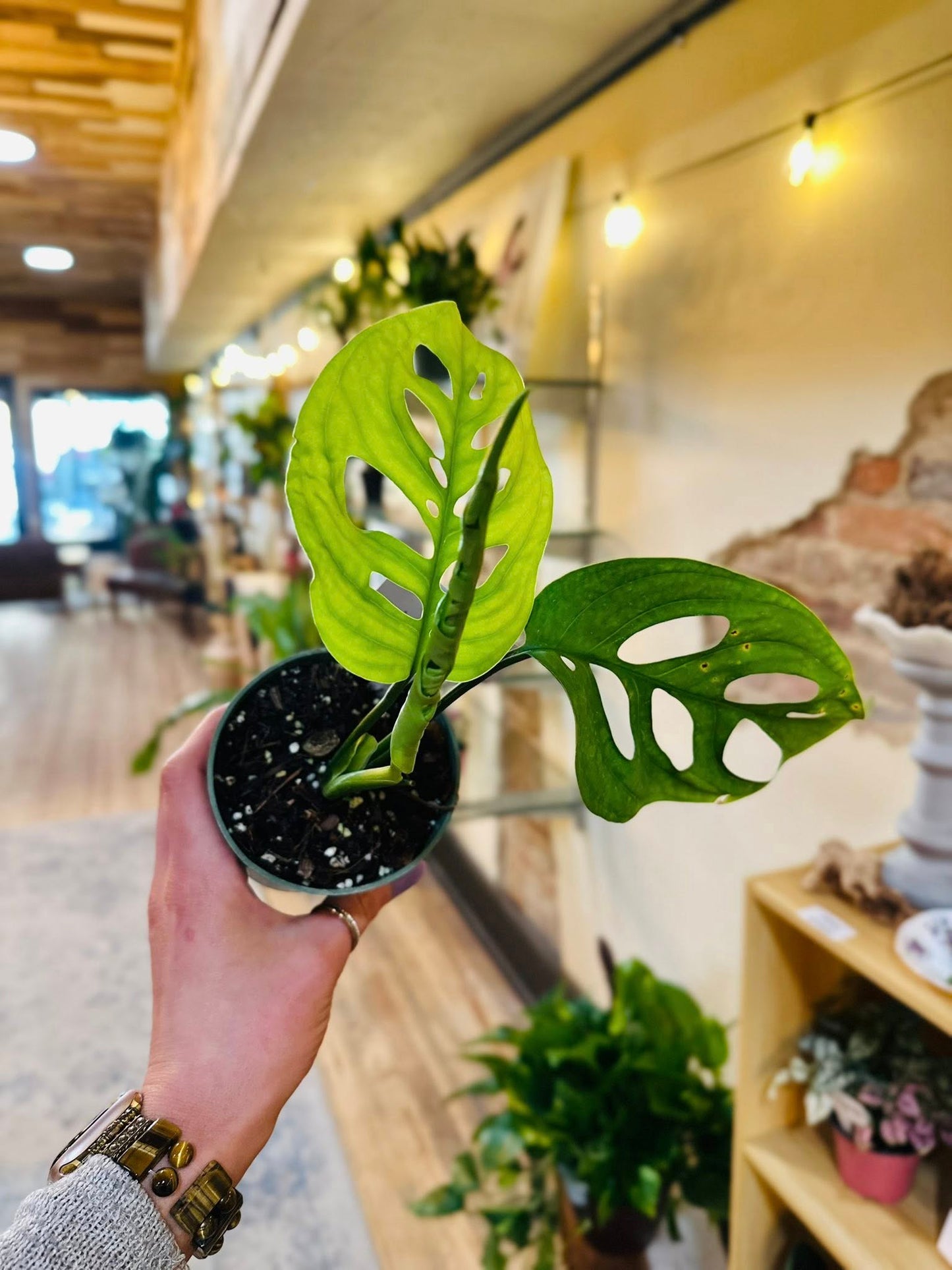 5" Monstera Esqueleto