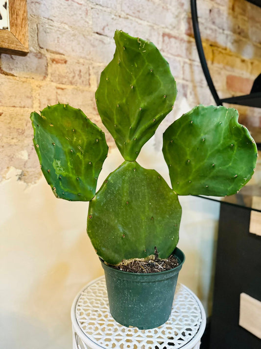6" Opuntia Goemei Cactus