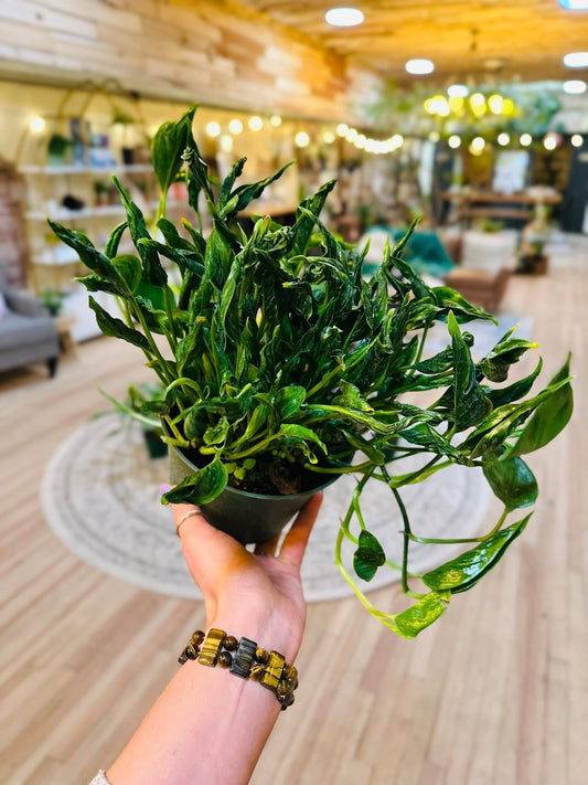 6" Pothos Shangri La
