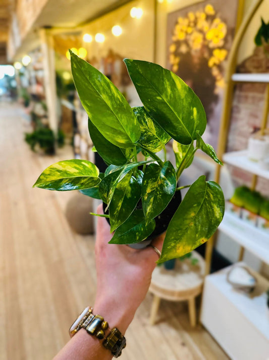 4" Epipremnum Golden Flame