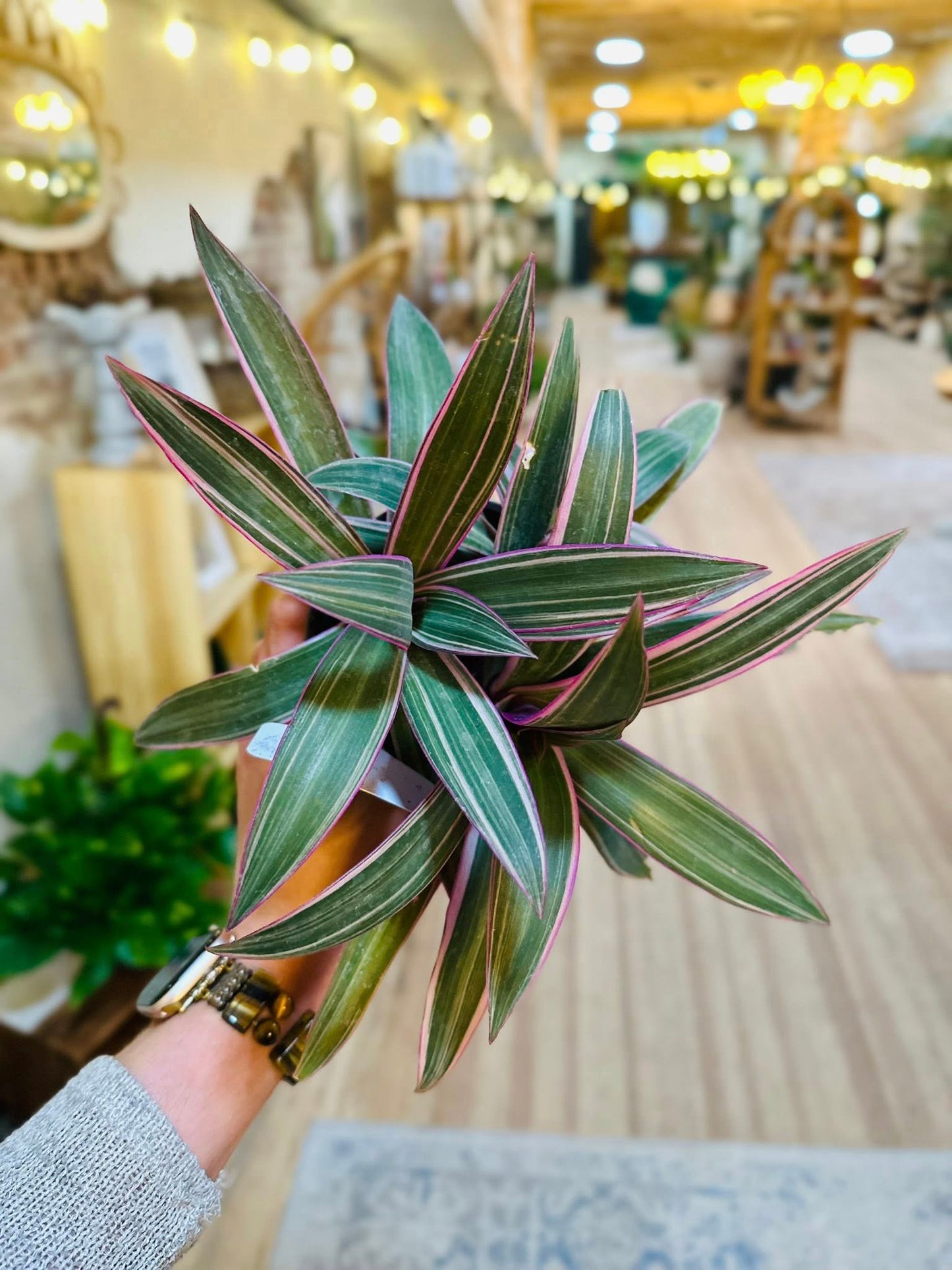 4" Bright Star